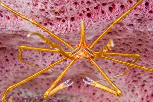 Arrow: Portrait of Arrow Crab (Stenorhynchus seticornis)