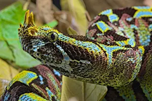 Mimicry: Portrait of Arrowhead viper (Bitis nasicornis) on