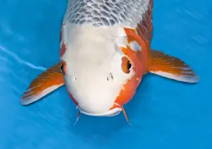 Carp: Portrait of Asagi koi carp in an turquoise water