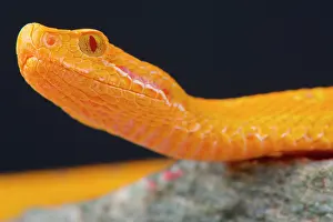 Mutation: Portrait of Asp viper (Vipera aspis) albino on black