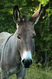 Asses: Portrait of an Ass - France