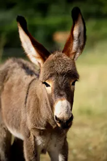 Asss: Portrait of an Ass's Foal in a field