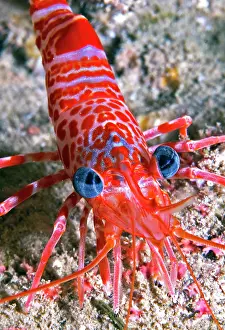Cinetorhynchus: Portrait of Atlantic dancing shrimp (Cinetorhynchus