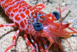Cinetorhynchus: Portrait of Atlantic dancing shrimp (Cinetorhynchus