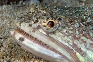 Hide: Portrait of Atlantic lizardfish (Synodus saurus)