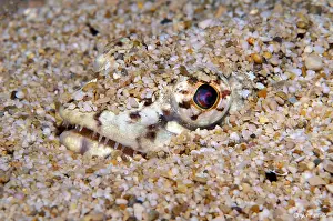 Hide: Portrait of Atlantic lizardfish (Synodus saurus)