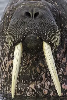 Snout: Portrait of Atlantic walrus (Odobenus rosmarus)