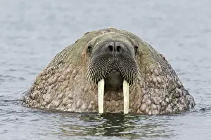 Odobenidae: Portrait of Atlantic walrus (Odobenus rosmarus)