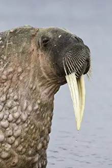 Odobenidae: Portrait of Atlantic walrus (Odobenus rosmarus)