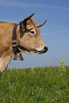 Bells: Portrait of an Aubrac cow in a meadow France