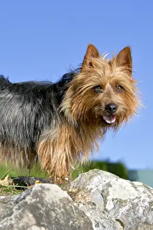 260419: Portrait of Australian Terrier male standing on