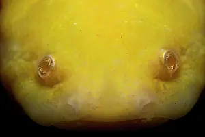Guttata: Portrait of Axolotl (Ambystoma mexicanum)