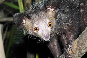 Steal: Portrait of Aye-aye (Daubentonia madagascariensis)