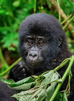 Gorilla: Portrait of the baby mountain gorilla (Gorilla b