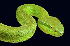 Albolabris: Portrait of Bamboo viper (Trimeresurus albolabris)