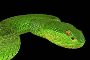 Albolabris: Portrait of Bamboo viper (Trimeresurus albolabris)