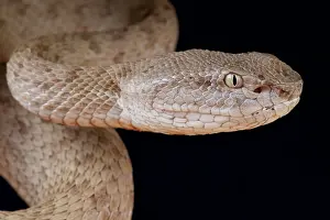Fasciatus: Portrait of Banded pitviper (Trimeresurus fasciatus)