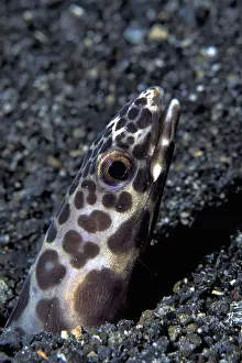 Sands: Portrait of Barred conger, Poeciloconger fasciatus, Witu isl