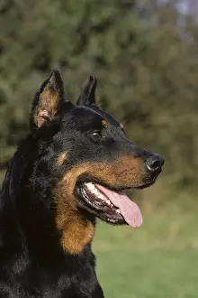 Unsharp: Portrait of a Beauceron