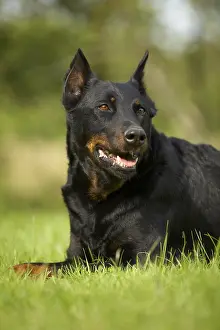 Sense: Portrait of a Beauceron lying in the grass