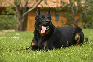 Sense: Portrait of a Beauceron lying in the grass