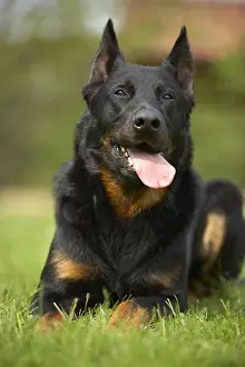 Sense: Portrait of a Beauceron lying in the grass