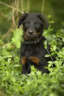 Aestival: Portrait of a Beauceron pup