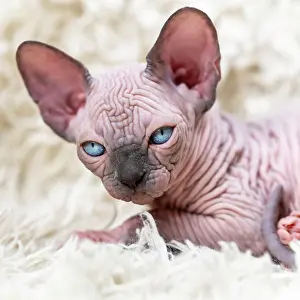 Nudity: Portrait of beautiful Canadian Sphynx Cat kitten