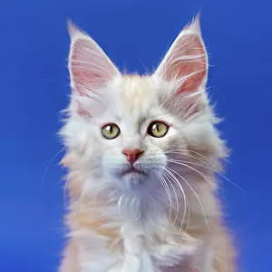 Label: Portrait of beautiful furry ginger purebred male