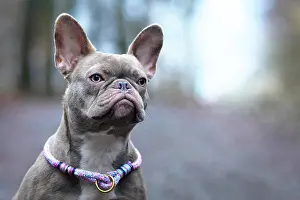 Brindle: Portrait of beautiful rare colored lilac brindle