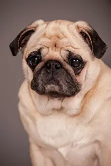 Preda: Portrait of a beige Pug