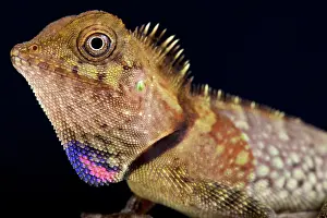 Gonocephalus: Portrait of Bell's angle head lizard (Gonocephalus