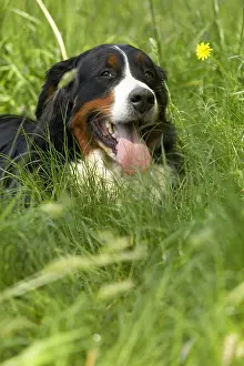Molossoid: Portrait of a Berner Sennenhund lying in the grass