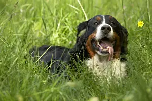 Molossoid: Portrait of a Berner Sennenhund lying in the grass