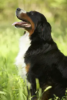 Molossoid: Portrait of a Berner Sennenhund sitting in the grass