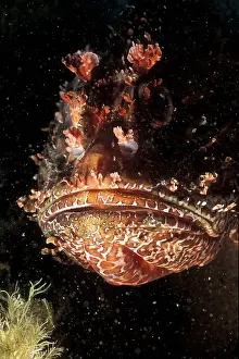 Scrofa: Portrait of Bigscale Scorpionfish (Scorpaena scrofa)