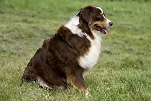 Calms: Portrait of a Bitch race Australian Shepherd