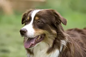 Tranquillity: Portrait of a Bitch race Australian Shepherd