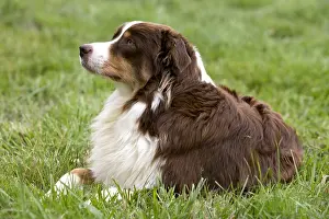 Thoughtful: Portrait of a Bitch race Australian Shepherd laying down