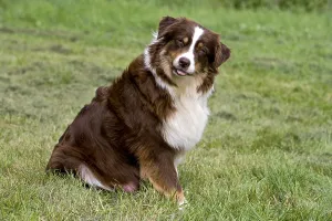 Curiosities: Portrait of a Bitch race Australian Shepherd watching