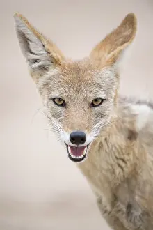 Transborder: Portrait of Black-backed jackal (Canis mesomelas)