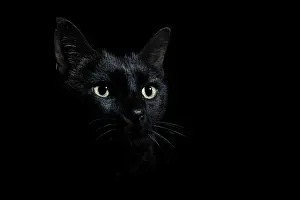 Blacks: Portrait of black cat on black background