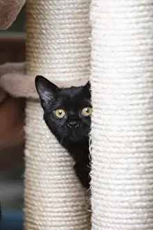 Blacks: Portrait of a Black Cat Bombay in his cat tree