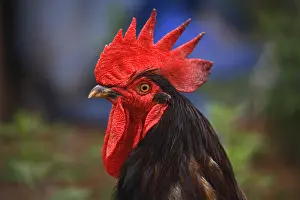 Pride: Portrait of a Black Cock outdoors