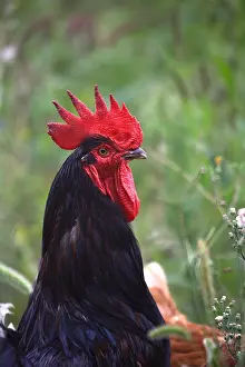Pride: Portrait of a Black Cock outdoors