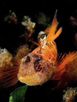 Roses: Portrait of black-faced blenny (Tripterygion delaisi)
