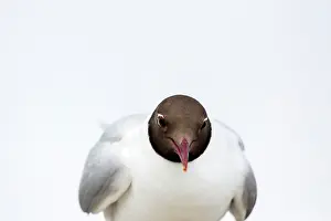 Ridibundus: Portrait of Black-headed Gull (Chroicocephalus ridibundus)