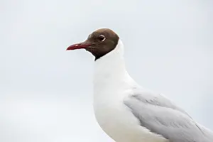 Ridibundus: Portrait of Black-headed Gull (Chroicocephalus ridibundus)