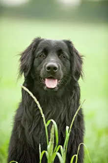 Hovawart: Portrait, black Hovawart