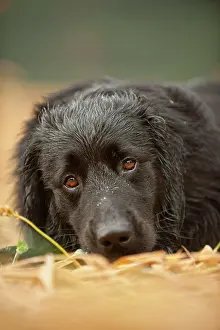 Hovawart: Portrait, black Hovawart